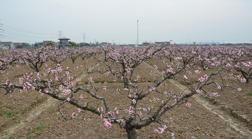 桃花